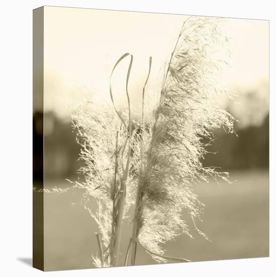 Ethereal Pampas VI-Jason Johnson-Stretched Canvas