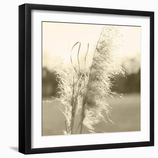 Ethereal Pampas VI-Jason Johnson-Framed Art Print