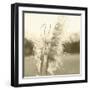 Ethereal Pampas VI-Jason Johnson-Framed Art Print