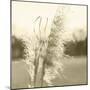 Ethereal Pampas VI-Jason Johnson-Mounted Art Print