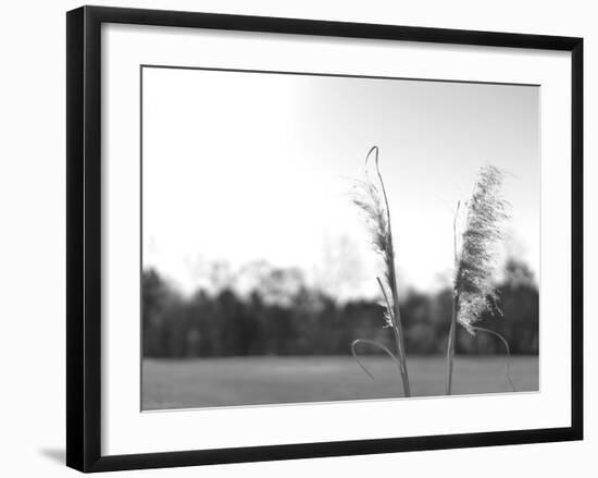 Ethereal Pampas VII-Jason Johnson-Framed Art Print