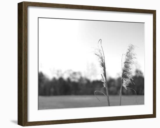 Ethereal Pampas VII-Jason Johnson-Framed Art Print