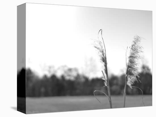 Ethereal Pampas VII-Jason Johnson-Stretched Canvas