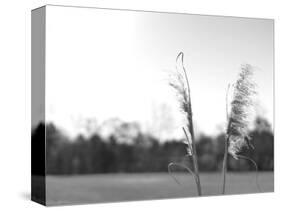 Ethereal Pampas VII-Jason Johnson-Stretched Canvas