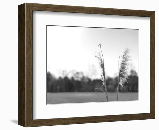 Ethereal Pampas VII-Jason Johnson-Framed Art Print