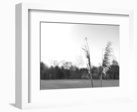 Ethereal Pampas VII-Jason Johnson-Framed Art Print