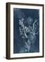 Ethereal Sea Treasures-Aimee Wilson-Framed Art Print