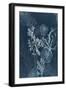 Ethereal Sea Treasures-Aimee Wilson-Framed Art Print