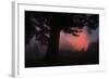 Ethereal Sun Rising in the Mist, Oakland, California-Vincent James-Framed Photographic Print