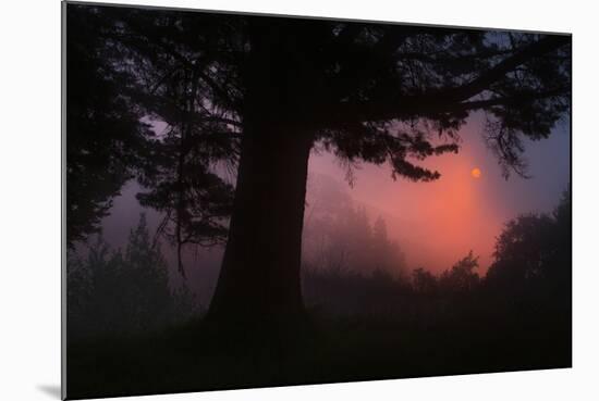 Ethereal Sun Rising in the Mist, Oakland, California-Vincent James-Mounted Photographic Print