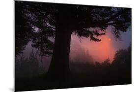Ethereal Sun Rising in the Mist, Oakland, California-Vincent James-Mounted Photographic Print