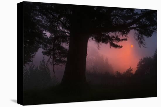 Ethereal Sun Rising in the Mist, Oakland, California-Vincent James-Stretched Canvas