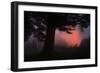 Ethereal Sun Rising in the Mist, Oakland, California-Vincent James-Framed Photographic Print