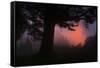 Ethereal Sun Rising in the Mist, Oakland, California-Vincent James-Framed Stretched Canvas