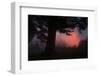 Ethereal Sun Rising in the Mist, Oakland, California-Vincent James-Framed Photographic Print