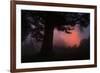 Ethereal Sun Rising in the Mist, Oakland, California-Vincent James-Framed Photographic Print