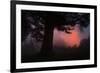 Ethereal Sun Rising in the Mist, Oakland, California-Vincent James-Framed Photographic Print