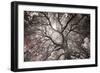 Ethereal Tree-Michael Hudson-Framed Art Print
