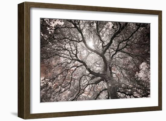 Ethereal Tree-Michael Hudson-Framed Art Print