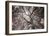 Ethereal Tree-Michael Hudson-Framed Art Print