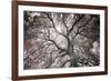 Ethereal Tree-Michael Hudson-Framed Giclee Print