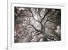 Ethereal Tree-Michael Hudson-Framed Giclee Print