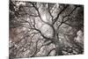 Ethereal Tree-Michael Hudson-Mounted Giclee Print