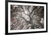 Ethereal Tree-Michael Hudson-Framed Giclee Print