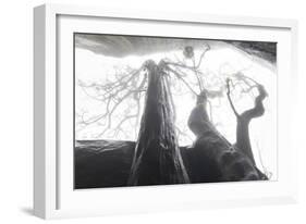Ethereal Trees-Joe Cornish-Framed Giclee Print