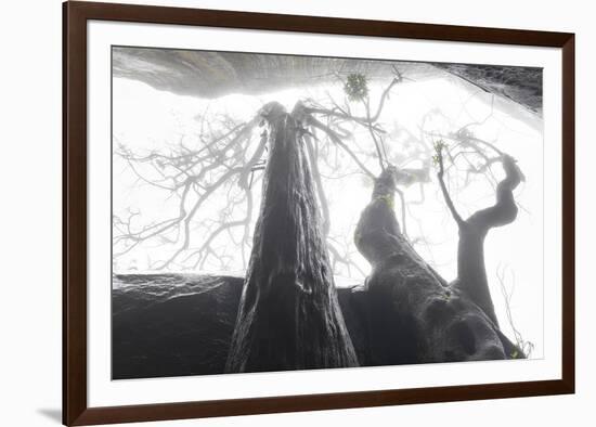 Ethereal Trees-Joe Cornish-Framed Giclee Print