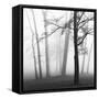Ethereal Trees-Nicholas Bell-Framed Stretched Canvas