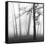 Ethereal Trees-Nicholas Bell-Framed Stretched Canvas