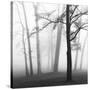 Ethereal Trees-Nicholas Bell-Stretched Canvas