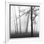 Ethereal Trees-Nicholas Bell-Framed Photographic Print