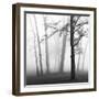 Ethereal Trees-Nicholas Bell-Framed Photographic Print