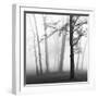 Ethereal Trees-Nicholas Bell-Framed Photographic Print