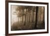 Ethereal Woodland-Pete Kelly-Framed Giclee Print