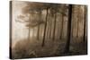 Ethereal Woodland-Pete Kelly-Stretched Canvas