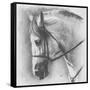 Ethereal-Barbara Keith-Framed Stretched Canvas