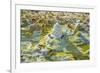 Ethiopia, Dallol, Afar Region. at Almost 300 Feet Below Sea Level-Nigel Pavitt-Framed Photographic Print