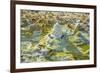 Ethiopia, Dallol, Afar Region. at Almost 300 Feet Below Sea Level-Nigel Pavitt-Framed Photographic Print