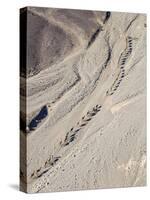 Ethiopia, Hamed Ela, Afar Region. Tigrayan Men Lead Camel Caravans Along a Seasonal Watercourse-Nigel Pavitt-Stretched Canvas