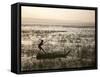 Ethiopia, Lake Awassa; a Young Boy Punts a Traditional Reed Tankwa Through the Reeds-Niels Van Gijn-Framed Stretched Canvas