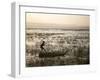 Ethiopia, Lake Awassa; a Young Boy Punts a Traditional Reed Tankwa Through the Reeds-Niels Van Gijn-Framed Photographic Print