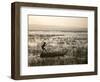 Ethiopia, Lake Awassa; a Young Boy Punts a Traditional Reed Tankwa Through the Reeds-Niels Van Gijn-Framed Photographic Print