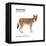 Ethiopian Wolf (Canis Simensis), Mammals-Encyclopaedia Britannica-Framed Stretched Canvas