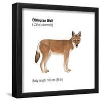 Ethiopian Wolf (Canis Simensis), Mammals-Encyclopaedia Britannica-Framed Poster