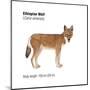 Ethiopian Wolf (Canis Simensis), Mammals-Encyclopaedia Britannica-Mounted Poster