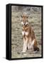 Ethiopian Wolf-null-Framed Stretched Canvas