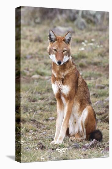 Ethiopian Wolf-null-Stretched Canvas